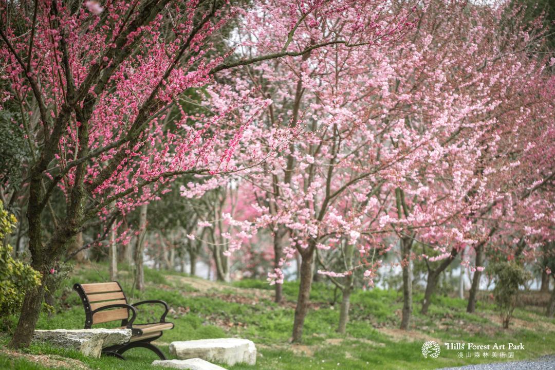 荆州赏樱,中国十大赏樱胜地最值得去的