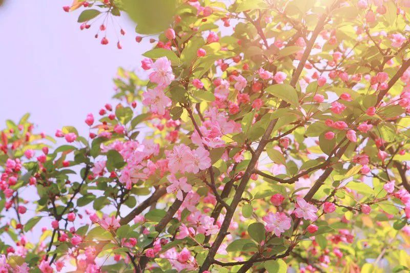 荆州赏樱,中国十大赏樱胜地最值得去的