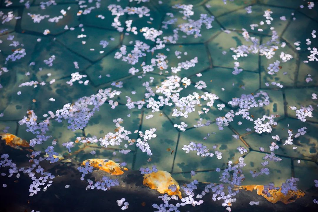 荆州赏樱,中国十大赏樱胜地最值得去的