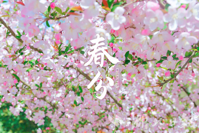 春风春雨春花盛开,春风莺飞草长陌上花开