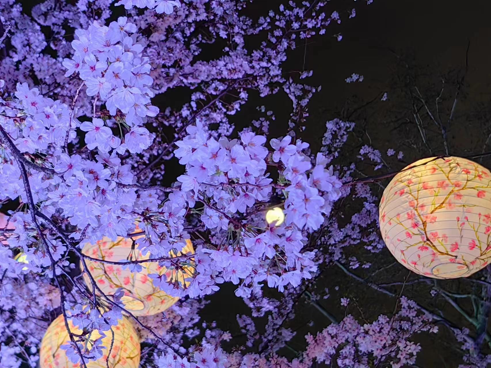 周末相约赏樱花,相约周末赏樱花