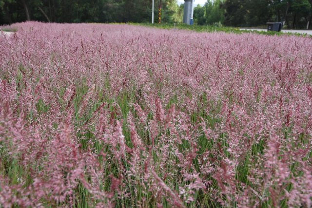 有一种叫云南的生活|云南的“宝藏绿化带”里可不只有迷迭香!