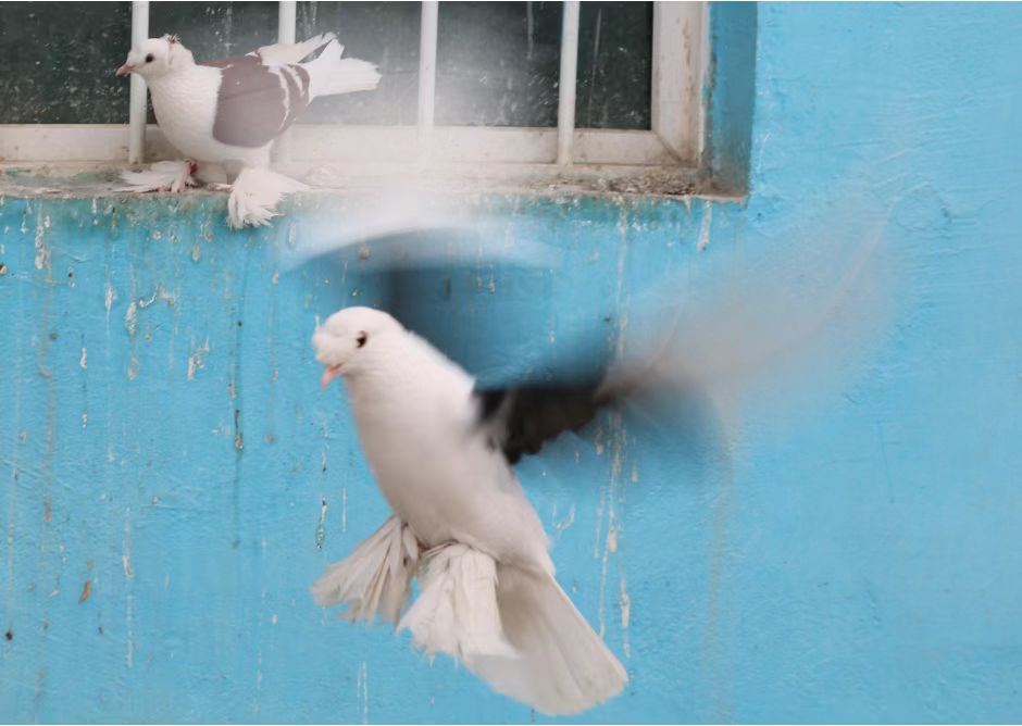 兰干乡：致富路上“鸽”声嘹亮