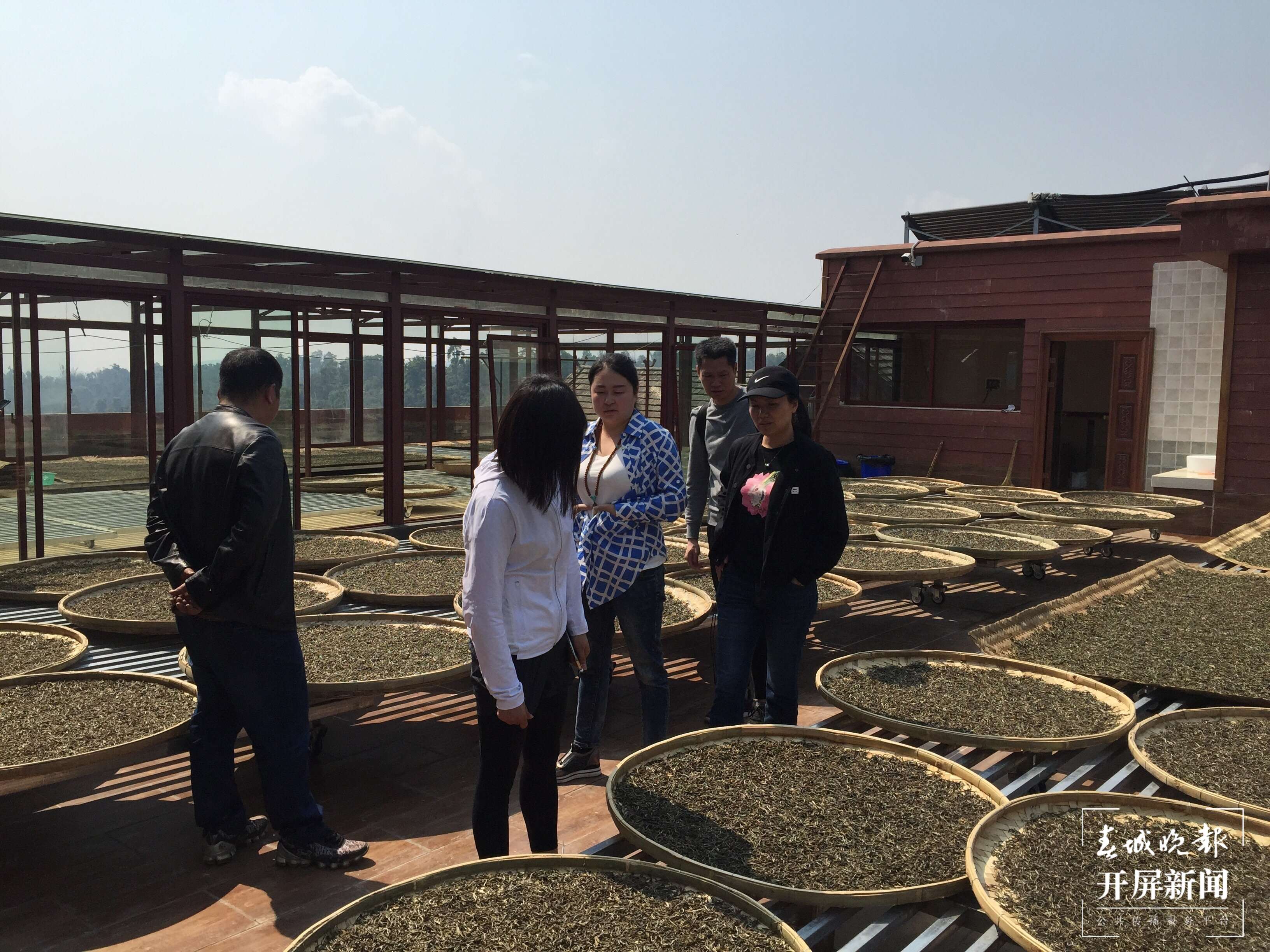 春茶集中开采尝鲜最好再等等,春茶即将开采欢迎来实地考察