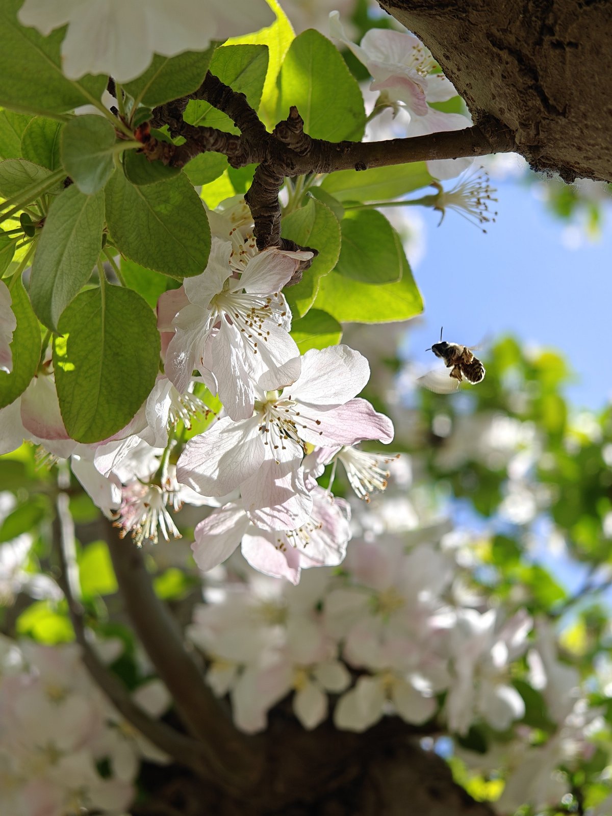 oppofindx6pro,oppofindx6pro和findx6区别