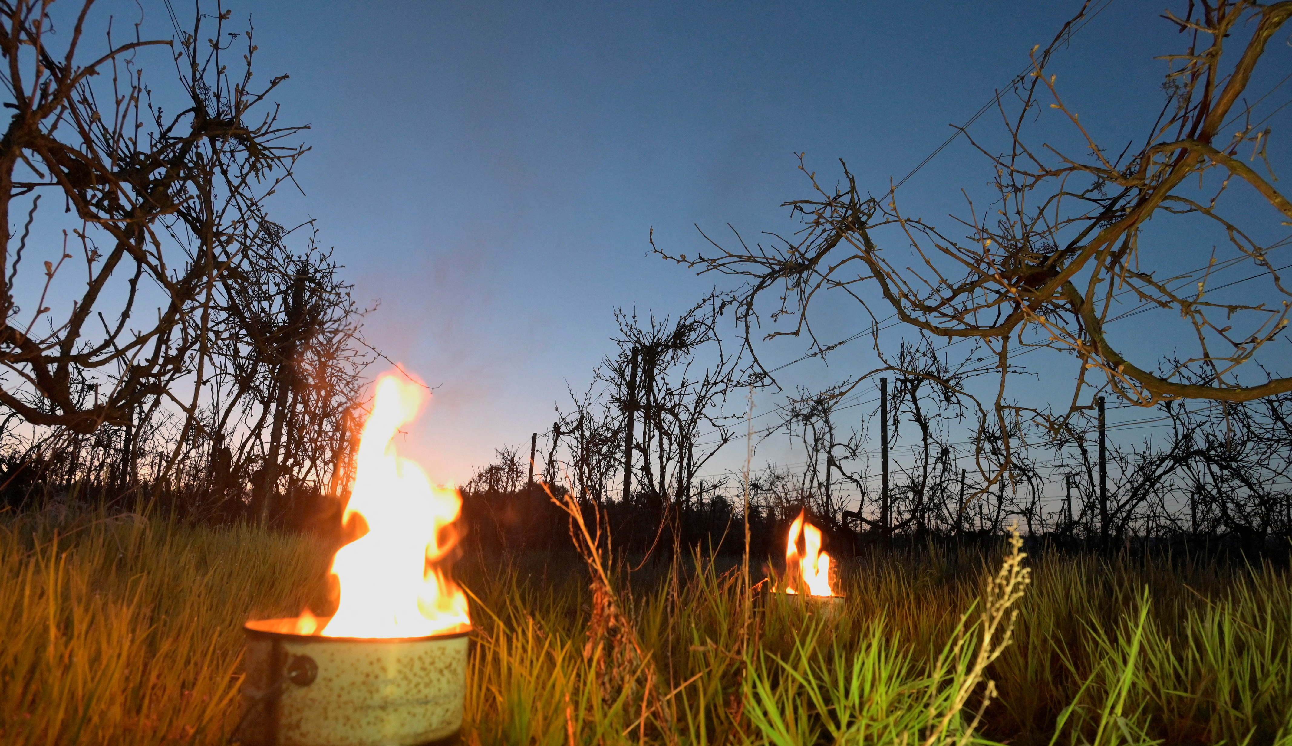 国外的葡萄树冬天保暖吗,外代一线新西兰