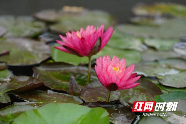 像极了莫奈笔下的睡莲,大通湖发现罕见双色睡莲