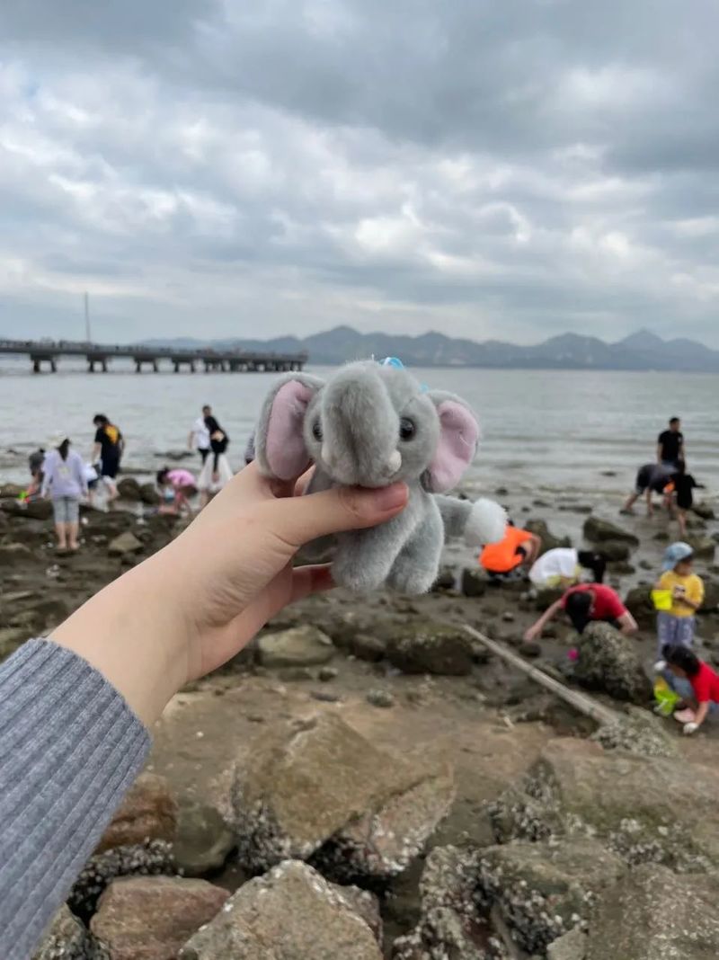 “深圳全城网友找小象”后续来了！深晚直接送！