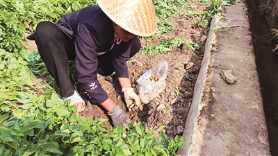 更戛乡“珍珠洋芋”变身“金蛋蛋”