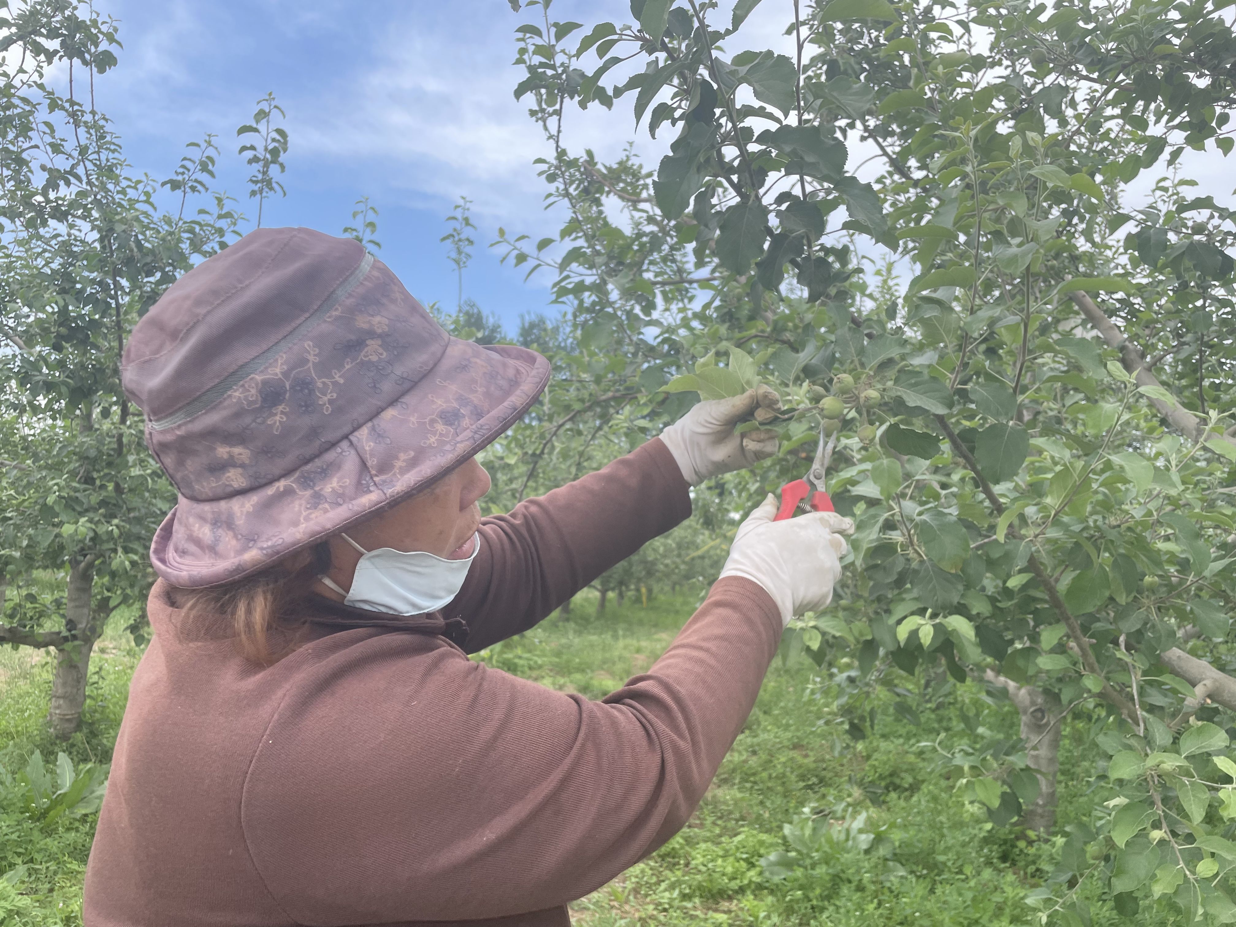 昌平苹果2021,北京昌平最好的苹果