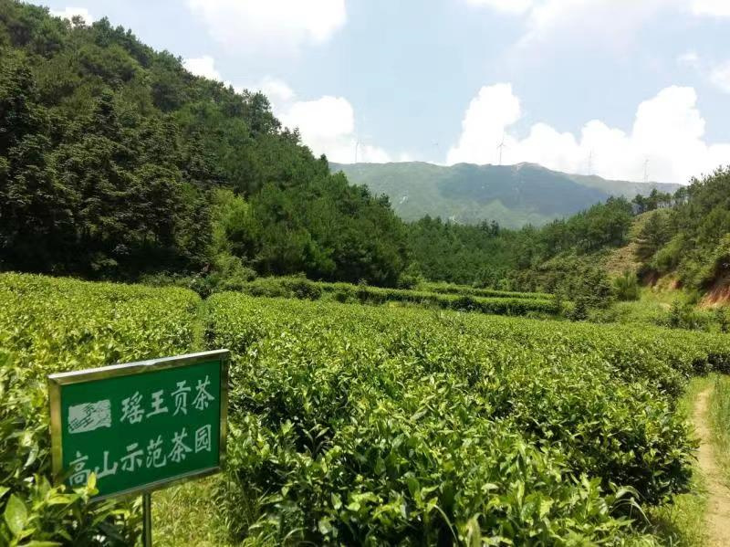 乡村振兴支柱产业茶,茶产业乡村振兴示范村