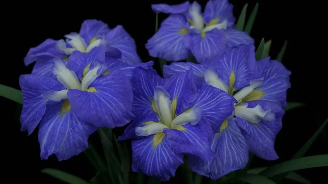 不同品种的鸢尾花怎么区分,鸢尾花品种及图片大全欣赏
