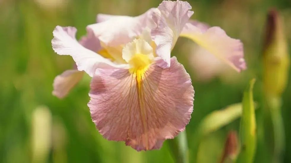 不同品种的鸢尾花怎么区分,鸢尾花品种及图片大全欣赏