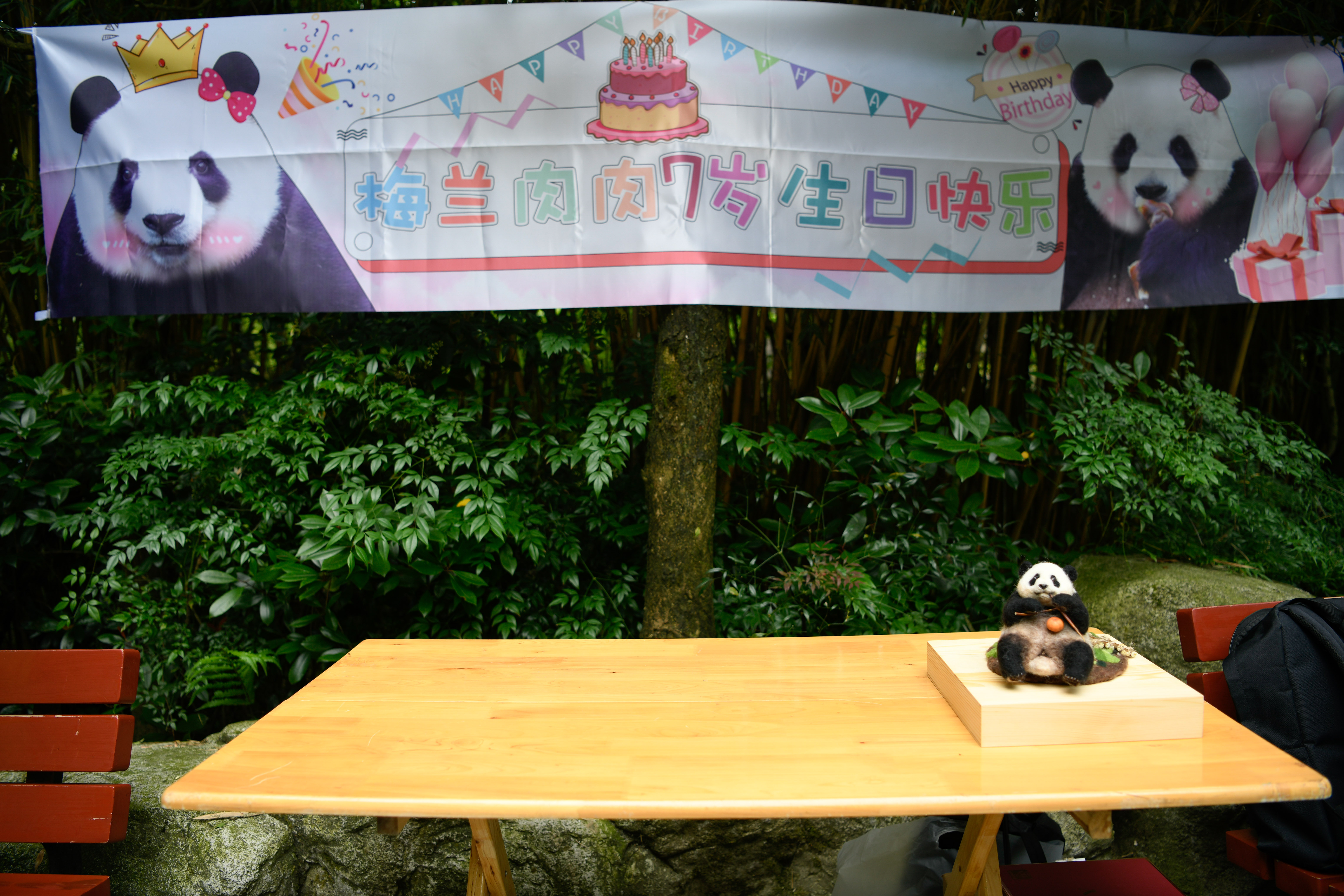 大熊猫梅兰笑声居然这么粗犷,大熊猫梅兰为什么跟着大娇