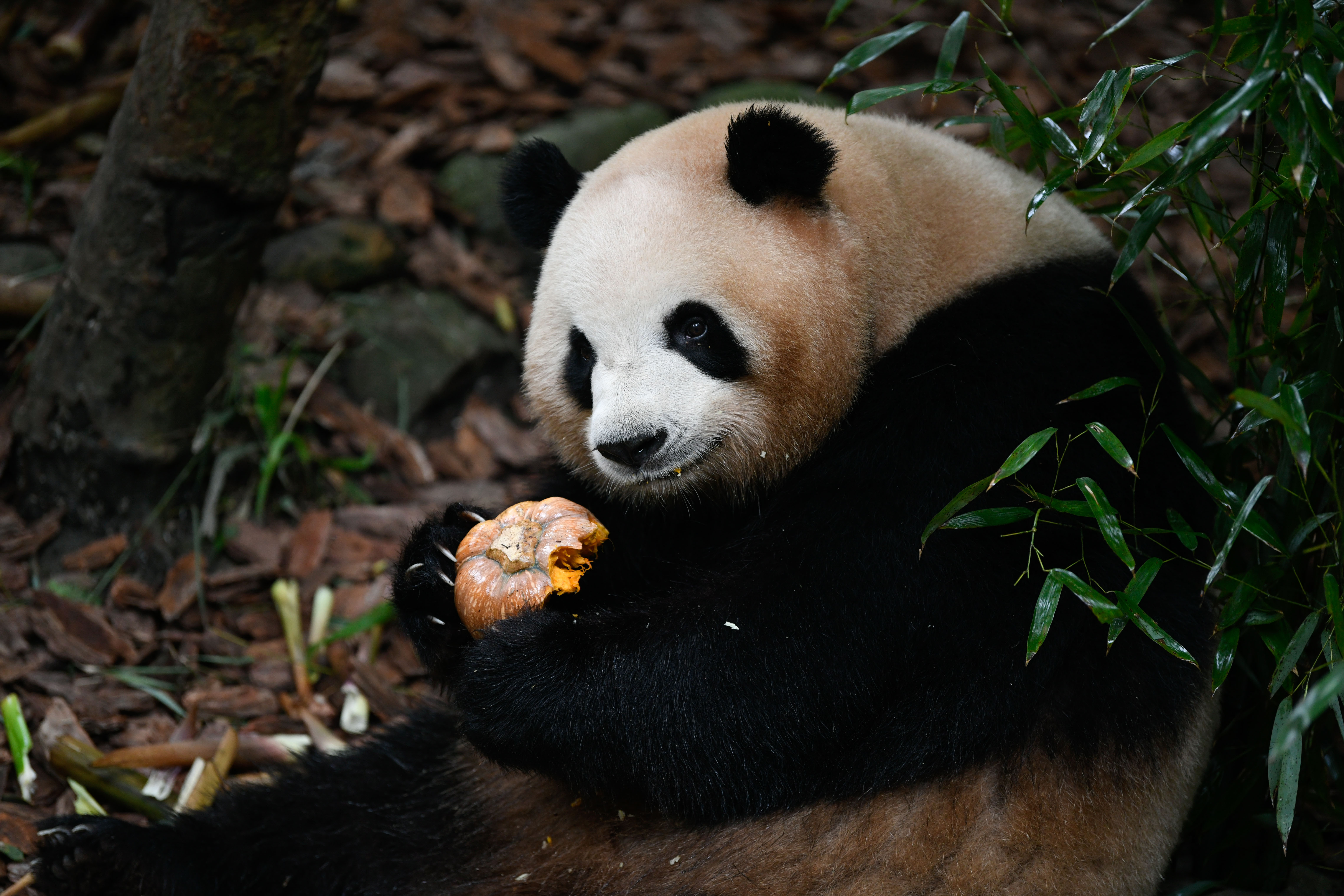 大熊猫梅兰笑声居然这么粗犷,大熊猫梅兰为什么跟着大娇