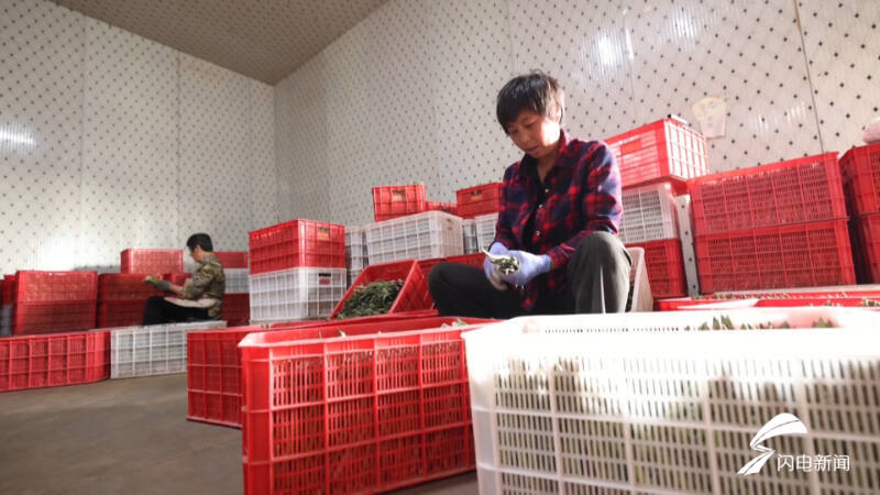 尖尖小芦笋撑起大产业,德州临邑芦笋