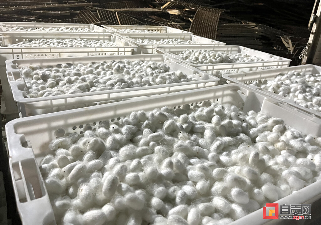 春蚕吐出致富“丝”富顺县怀德镇首批蚕茧迎丰收