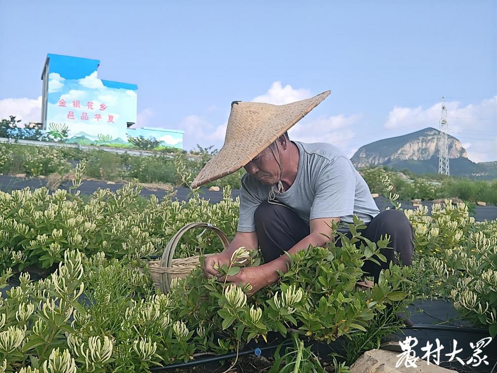 山东平邑生产金银花,山东省平邑县金银花种植利润