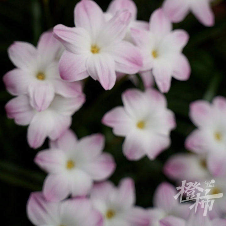 英式马术障碍赛儿童,马术儿童障碍赛