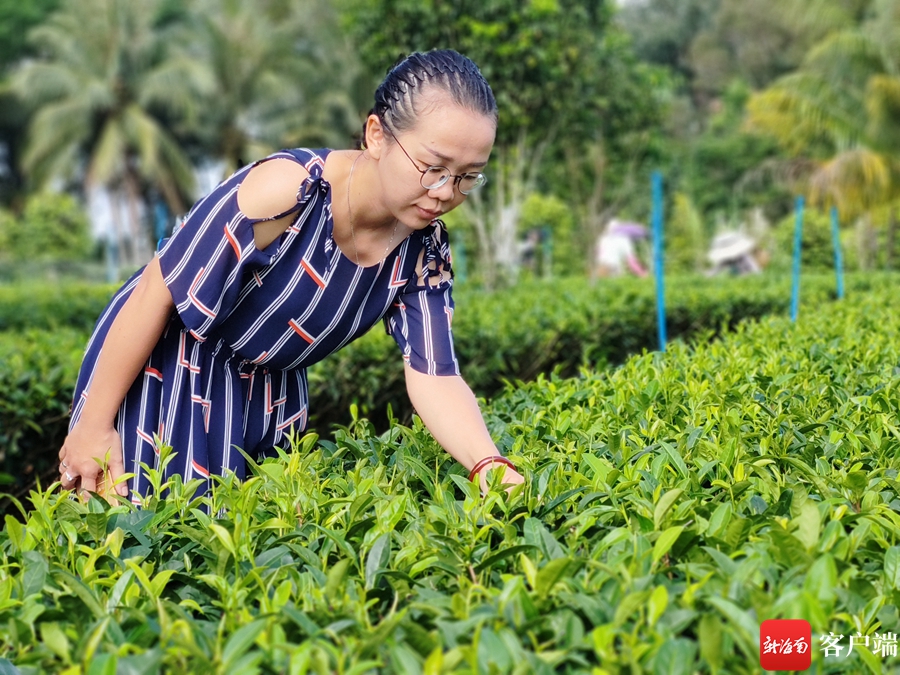 我和我的自贸港·收入|返乡新农人陈英樱:家庭作坊“炒”出致富“金叶子”