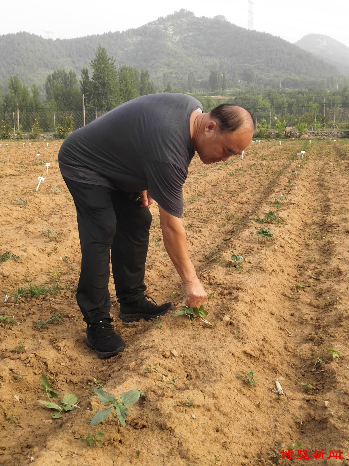 淄博农业造“芯”记④丨“我们把蓖麻种子卖到了国外”