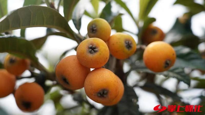 枇杷丰收果农采摘,枇杷丰收滋味甜农民增收喜开颜