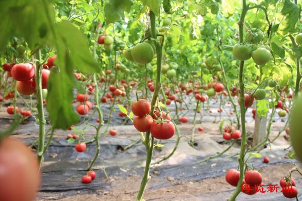 高青：“五彩”农业打开农民致富门