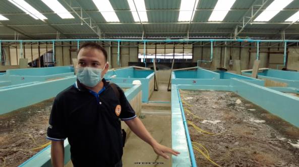 技术全曝光！无惧“玻璃苗”，虾苗整齐！这家40年历史的苗场做对了什么！