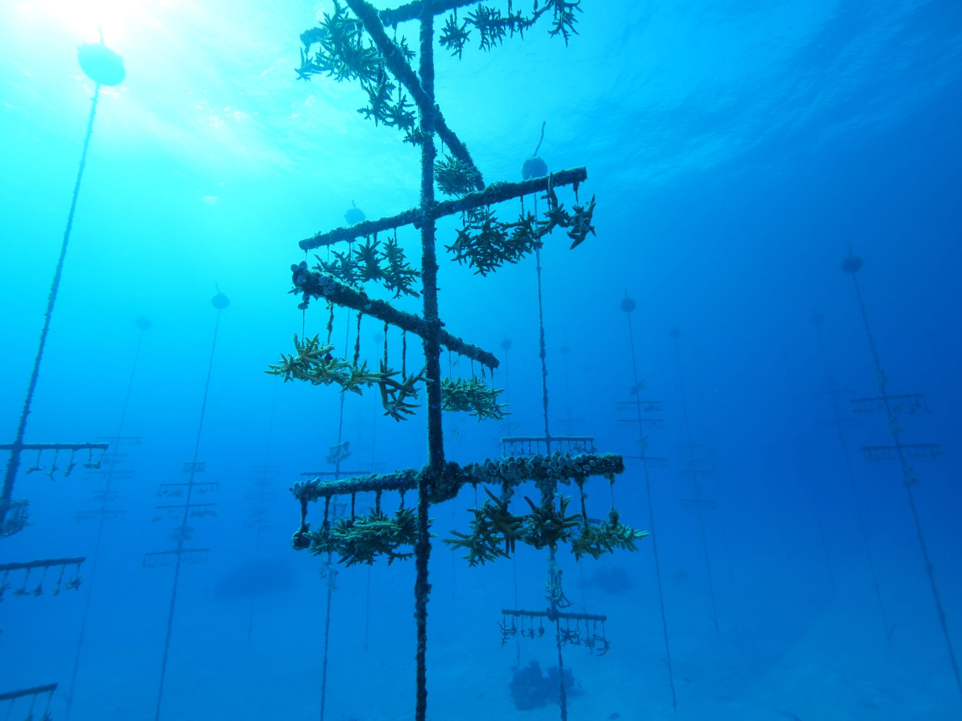 世界海洋日内容图片,世界海洋日海底世界