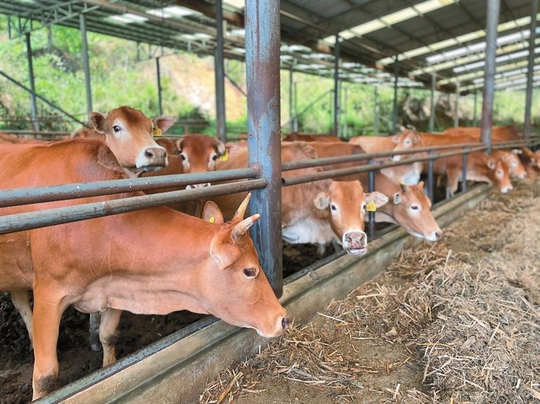 云南日报聚焦文山绿色铝谷正崛起,云南日报关注