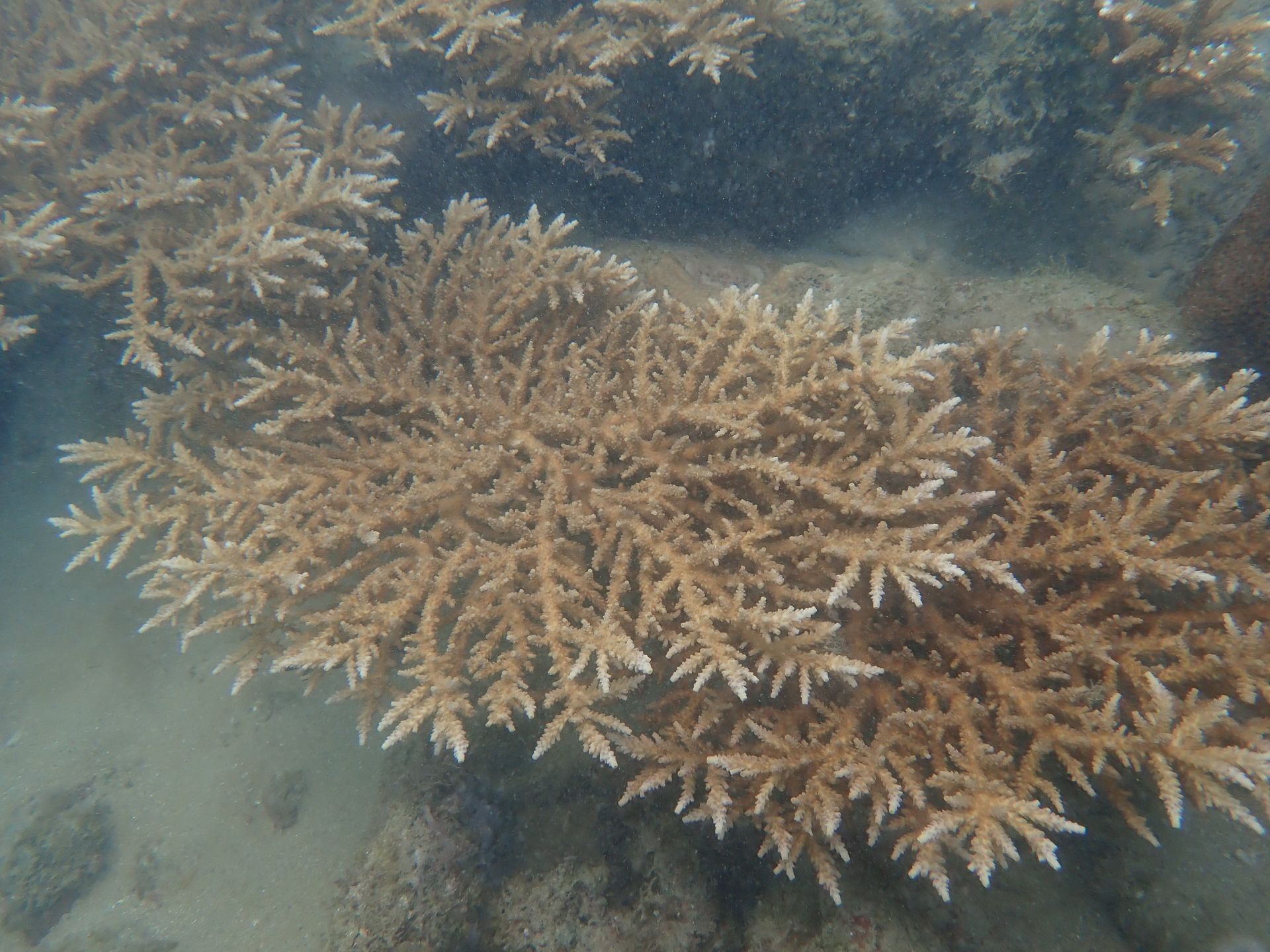 世界海洋日内容图片,世界海洋日海底世界