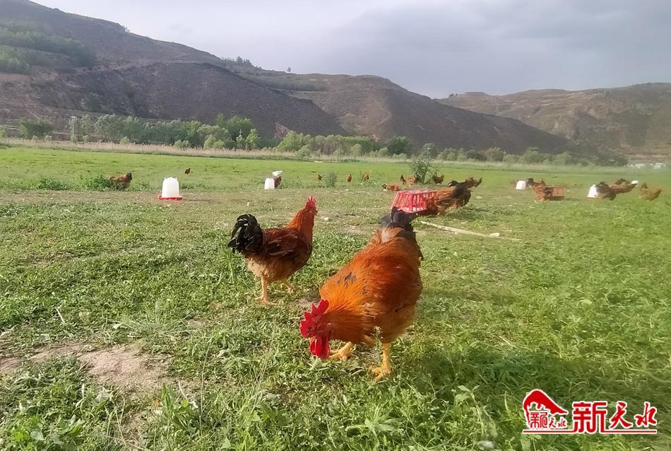 林下养殖鸡经济效益,农村创业养殖林下生态散养鸡