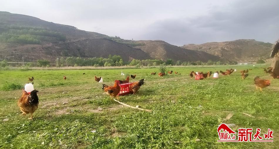 农村创业养殖林下生态散养鸡,养殖鸡带动贫困户致富