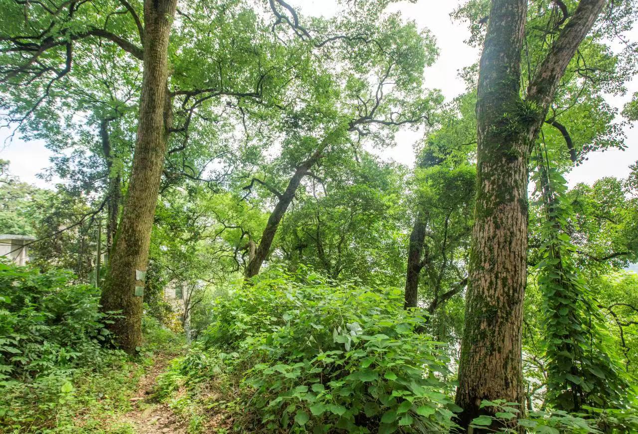 湖南原始森林千年古树,益阳浮邱寺古树