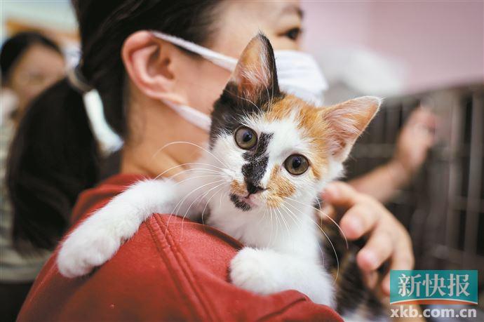 新手养猫如何让你家猫少生病,怎么养猫预防猫生病