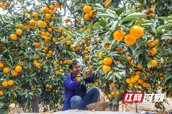 宜都农产品区域品牌征集结果,宜都公开征集农产品广告语