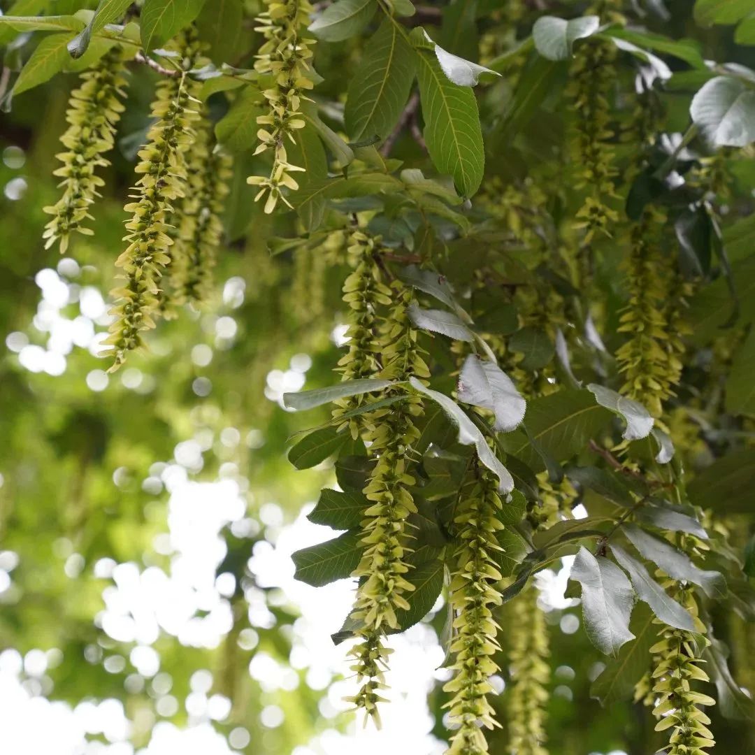 寻找鄂城最美村落｜泽林：云梦泽畔多芳草