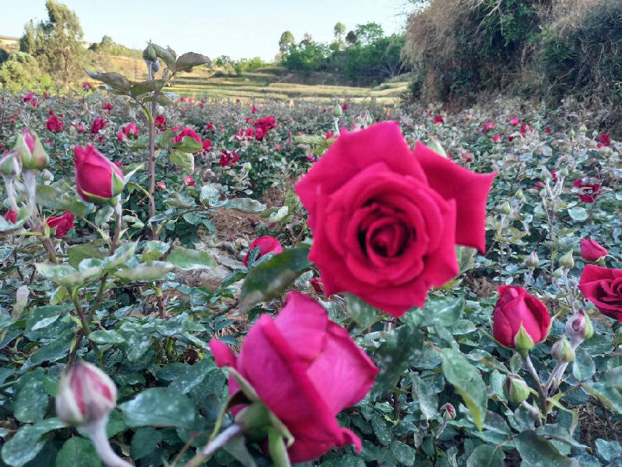 玫瑰盛开视频素材,玫瑰盛开的图片