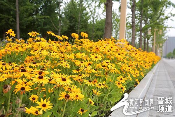 阳城县河道治理工程,阳城县后河巷河道治理