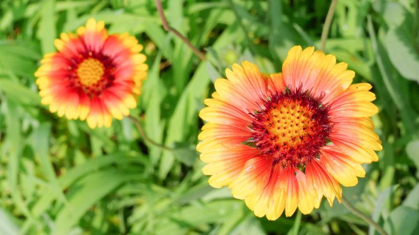 南漳：盛开在六月的天人菊很夏天