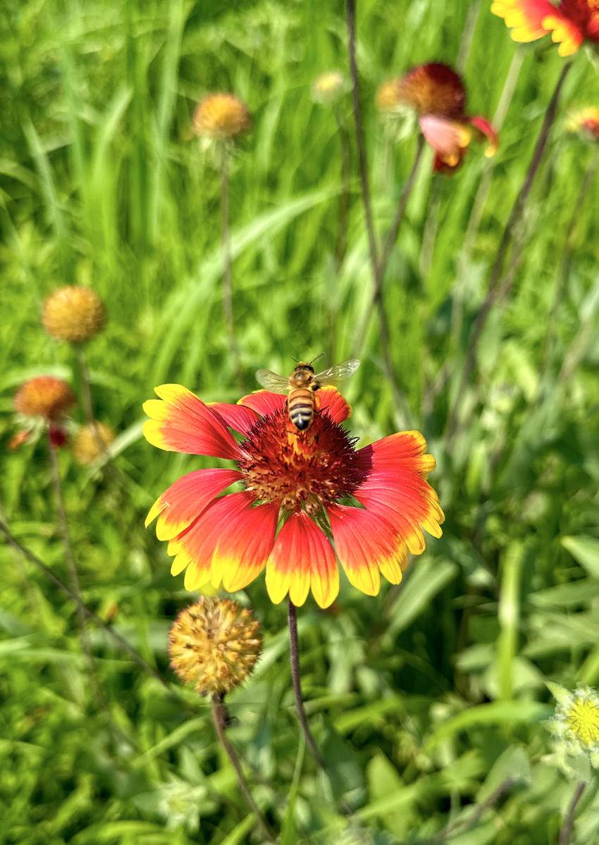 南漳：盛开在六月的天人菊很夏天
