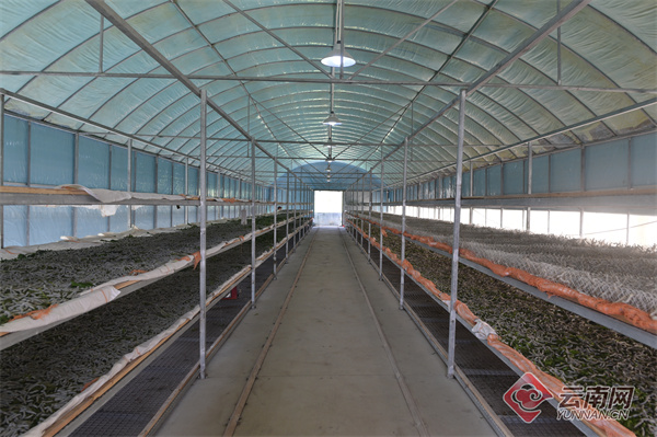 昭通镇雄县：“致富丝”编织农家“幸福梦”