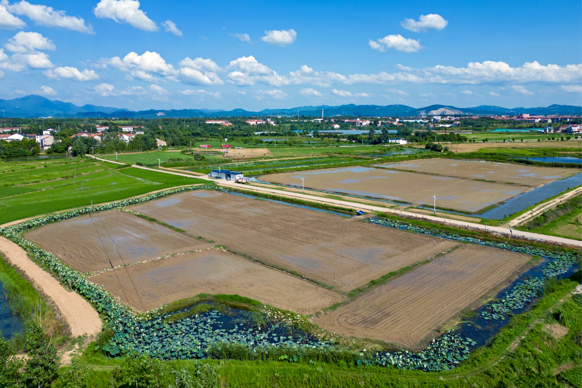 武汉新洲区：大学教授虾稻田里圆生态农业梦助力乡村振兴