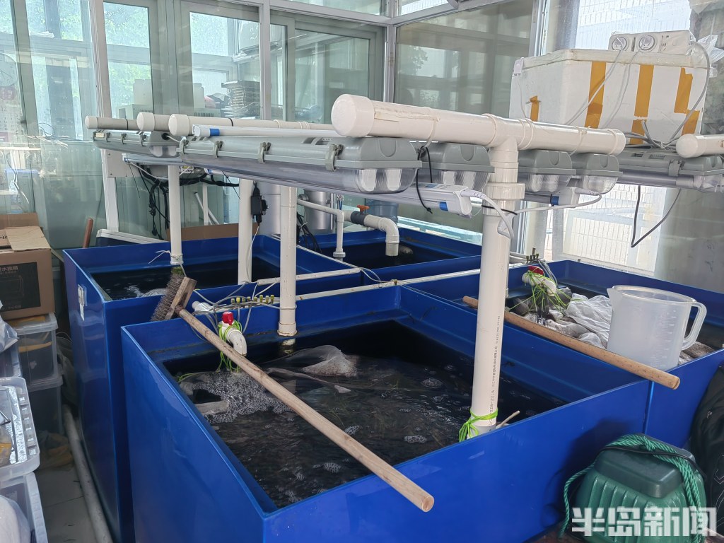 江苏海草床面积,海草床严重退化该如何修复