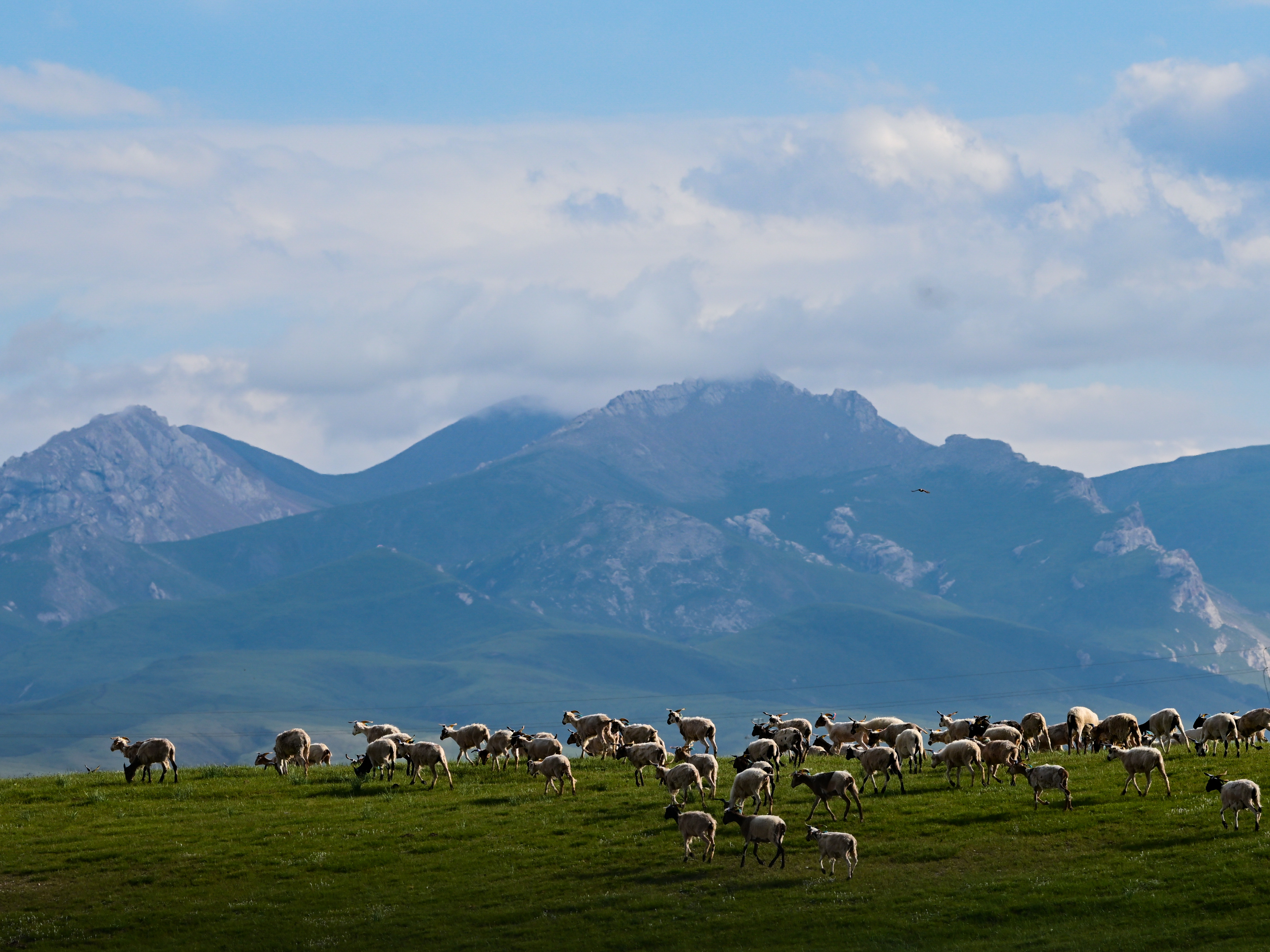 天峻草原夏日雪景,天峻草原旅游攻略