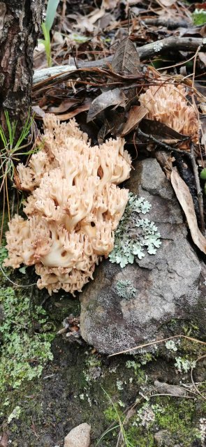 开屏策划｜上哪找菌、怎么识菌？云南捡菌“老司机”这样说→