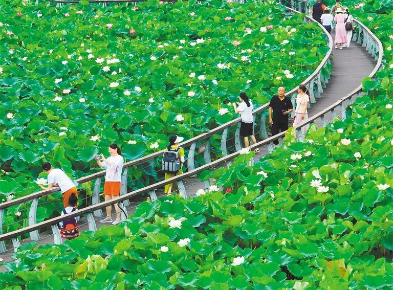 夏日赏荷文言文翻译,夏日赏荷