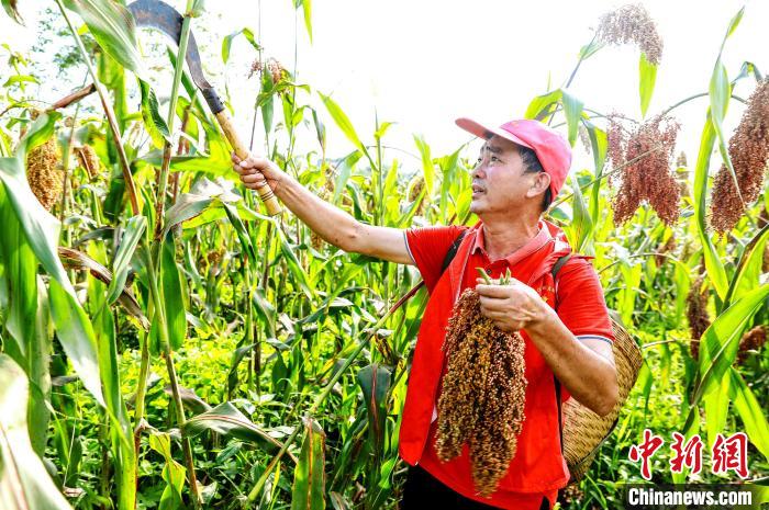 仁怀市30万亩高粱喜获丰收,渠县高粱丰收
