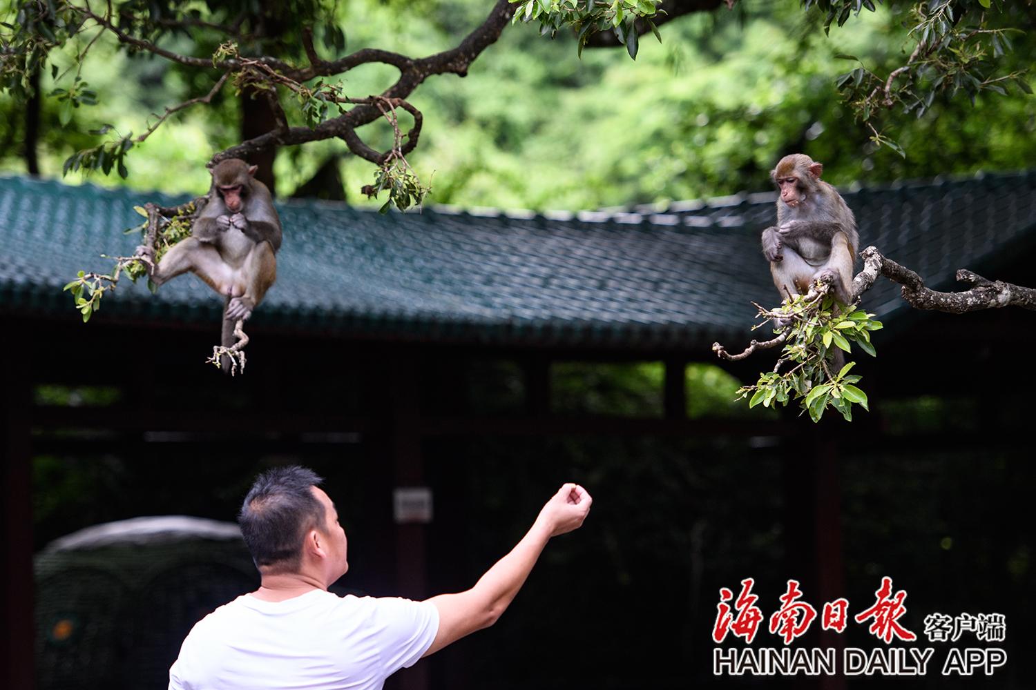 南湾猴岛猴子拍照,南湾猴岛看猕猴
