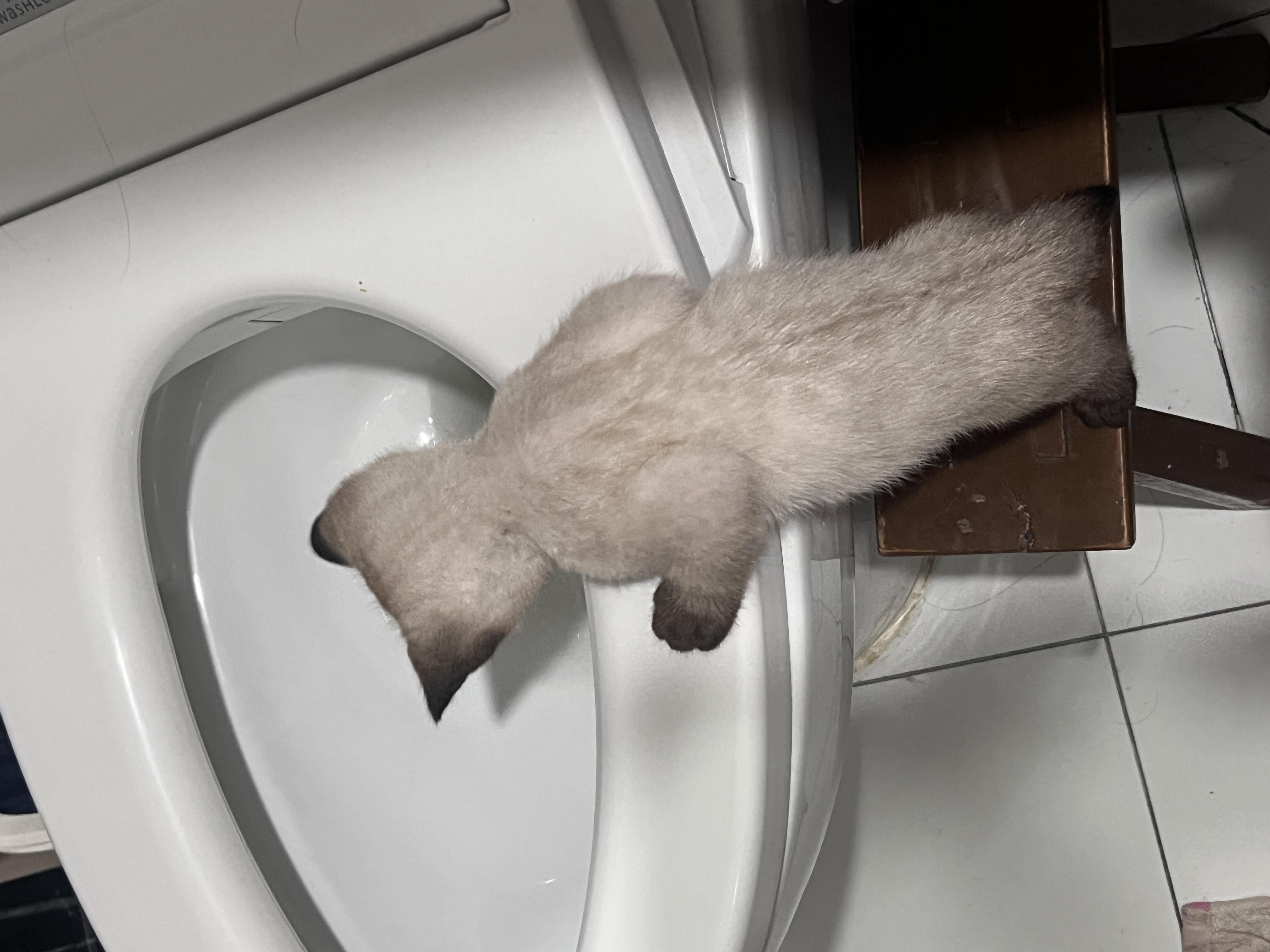 喜欢和主人互动的动物,金丝熊波妞